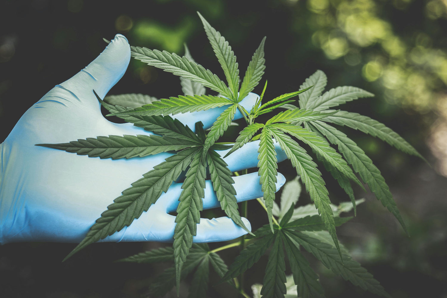 Y-a-t-il un lien entre le CBD et les hormones ? - Tranquille les Filles