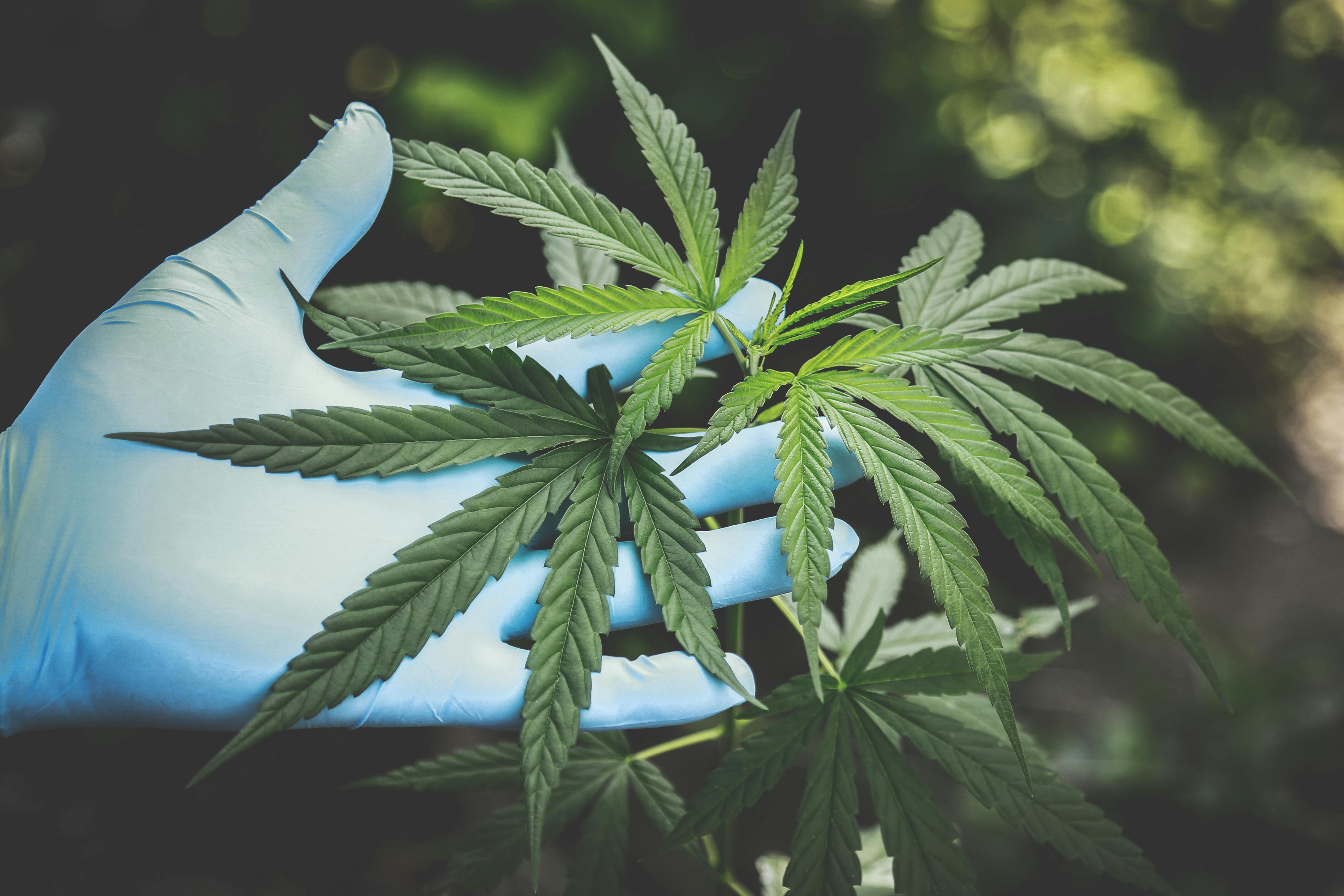 Y-a-t-il un lien entre le CBD et les hormones ? - Tranquille les Filles